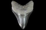 Serrated, Fossil Megalodon Tooth - Georgia #76500-1
